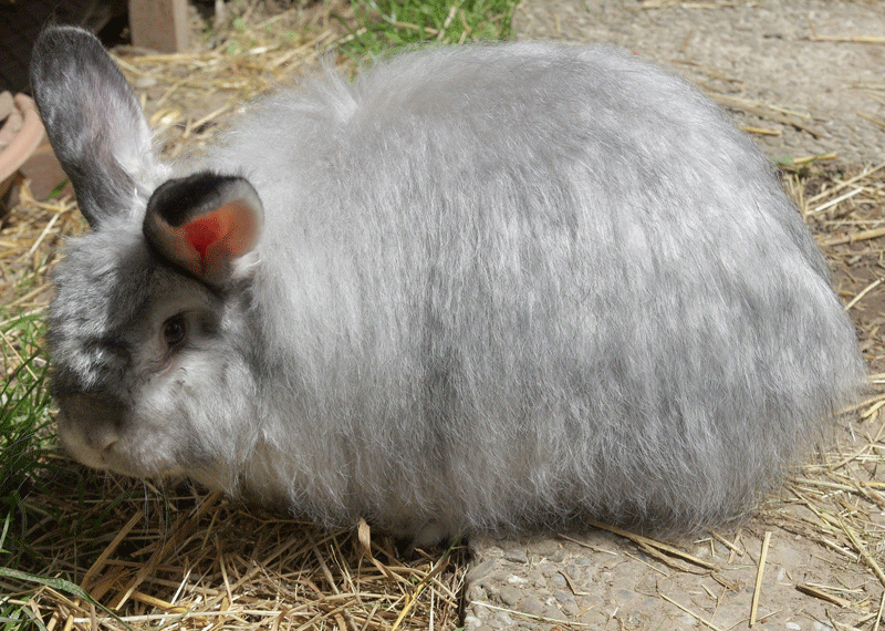 Satinangora chinchilla